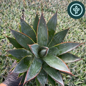 May include: A Blue Glow Agave plant with dark green, pointed leaves featuring reddish-orange margins. The succulent has a symmetrical, star-shaped rosette form with visible water droplets on the surface of the foliage. The plant is labeled Blue Glow Agave.