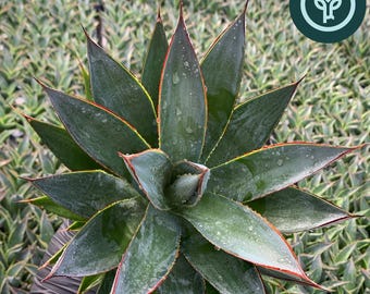 Blue Glow Agave in 1 gallon pot | Drought Tolerant Succulent Landscape Plants from Tissue Culture