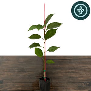 May include: A young Bing cherry tree sapling with green leaves planted in a black plastic nursery container. The tree is supported by a thin red stake and features a small green tag on the trunk. The text Bing Cherry Tree is visible.