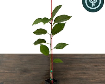 Bing Cherry Tree in Tree Pot | Sweet Cherry Tree | Grafted Fruit Tree from Tissue Culture