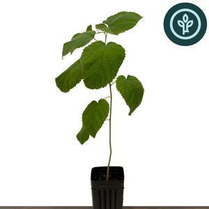 May include: A young dwarf everbearing mulberry tree with vibrant green, serrated leaves growing from a thin, upright stem. The plant is housed in a tall, black, square plastic nursery pot. The text Dwarf Everbearing Mulberry Tree is visible.