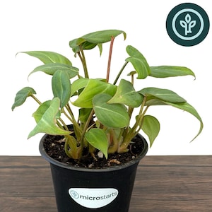May include: A Philodendron Gloriosum plant in a black plastic pot. The plant has large, heart-shaped green leaves with prominent veins. The pot has a white sticker with the word "microstarts". The plant is on a dark wooden surface.