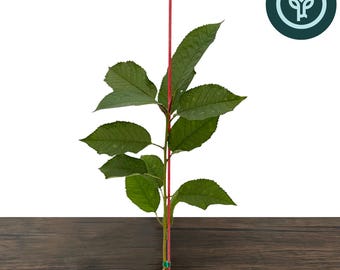 Stella Cherry Tree in Tree Pot | Stella Sweet Cherry | Self-Fruitful | Grafted Fruit Tree from Tissue Culture