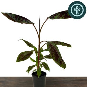 Blood Leaf Plant - Etsy