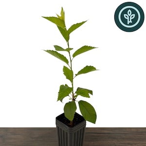 May include: A young Lapins cherry tree sapling with vibrant green, serrated leaves growing from a tall, black, square-shaped plastic nursery pot. The plant features a slender central stem with multiple branches and leaves extending outward.