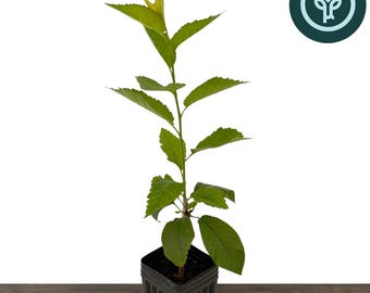 Lapins Cherry Tree | Sweet Cherry Tree | Pollinizer for Bing, Brooks, Tulare | Grafted Fruit Tree from Tissue Culture