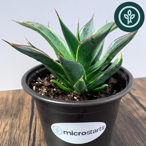May include: A potted Frost Glow Variegated Blue Glow Agave plant. The succulent has green and blue-green leaves with red-tipped edges. The plant is in a black plastic pot with a white label that says "microstarts".