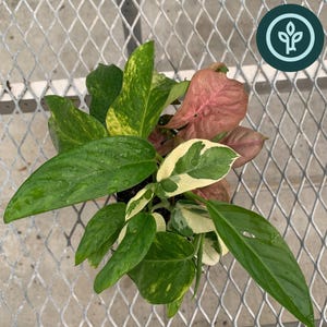 Vining Houseplant Variety Pack | Starter Plants | Beginner-Friendly Gifting Set