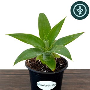 May include: A Boutin Blue Agave plant with vibrant green, pointed leaves growing in a black plastic pot. The pot features a white oval label with the text microstarts and a small plant icon. The soil is dark brown with visible perlite.