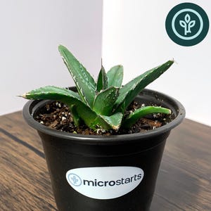 May include: A King Ferdinand Agave plant in a black plastic pot. The succulent has green leaves with white edges and is labeled with the Microstarts logo. The pot sits on a wooden surface.