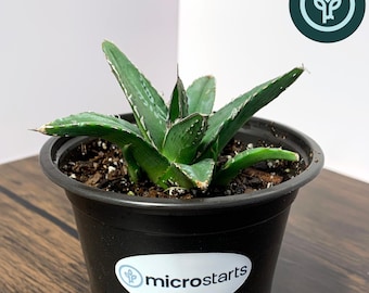 King Ferdinand Agave in 4 inch pots | King of the Agaves | Agave ferdinandi-regis | Tissue Culture Agave Plant