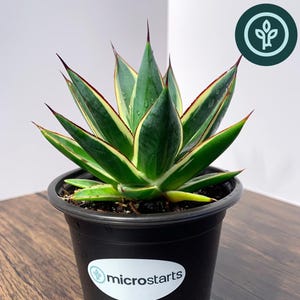 May include: A California Glow Agave plant in a black plastic pot. The succulent has green, yellow, and red-tipped leaves. The pot has a white sticker with the word "microstarts" on it. The plant sits on a wooden surface.
