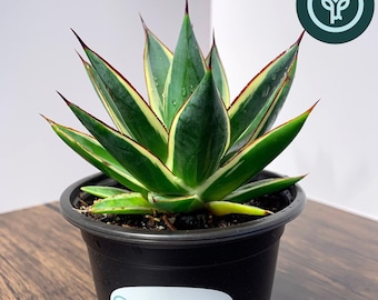 California Glow Agave in 4 inch pots | Variegated Blue Glow Agave | Snow Glow Agave | Tissue Culture Agave Plant