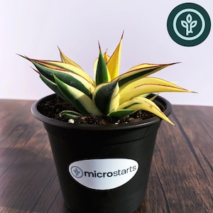 May include: A potted Half-Moon Reverse Variegated Blue Glow Agave plant. The succulent features vibrant yellow and green leaves with red edges, arranged in a rosette. The plant is in a black plastic pot with a white label that says "microstarts".