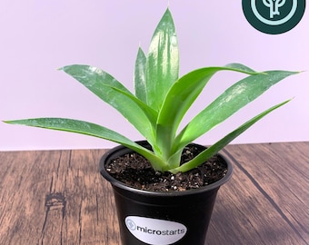 Blue Flame Agave in 4 inch pots | Soft Leaved Agave | Tissue Culture Agave Plant
