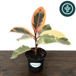May include: A Ficus elastica 'Tineke' rubber tree in a black pot. The plant features large, oval leaves with variegated patterns of green, cream, and orange. The pot sits on a dark wood surface. The text at the bottom reads: Ficus elastica ‘Tineke’ Tineke Rubber Tree.