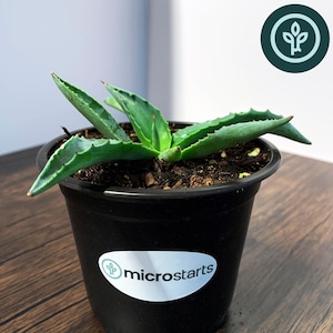 May include: A potted Emerald Giants Agave plant. The plant has vibrant green leaves with spiky edges, emerging from a dark soil base within a black plastic pot. The pot has a white sticker with the word "microstarts".