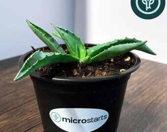 Emerald Giants Agave in 4 inch pots | Smooth Agave / Spineless Jade Agave | Tissue Culture Agave Plant