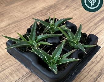 Queen Victoria Agave Starter Plants | Agave victoriae‑reginae  | Drought Tolerant Succulent | Tissue Culture Plant