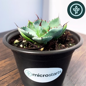 May include: A potted Agave Parryi Truncata Agave plant. The succulent has blue-green leaves with red-tipped spines. It is in a black plastic pot with a white label that reads "microstarts". The plant sits on a wooden surface.