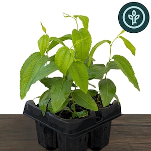 May include: A young Jujube GA-866 Ziziphus jujuba plant with vibrant green, oval-shaped leaves growing in a black plastic multi-cell starter tray. The plant features multiple stems with serrated leaf edges and visible moisture droplets on the foliage.