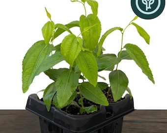 Jujube GA-866 Starter Trees (3+ Inches) | Ziziphus jujuba / Chinese Red / Red Date | Own Root Plants from TC