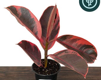 Ficus elastica 'Ruby' in 4 inch pots | Ruby Red Rubber Tree | Houseplant or Tropical Landscape Plant