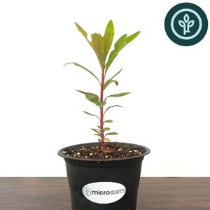 May include: A young Euphorbia Tiny Tim plant in a black plastic pot. The plant has a vibrant green and red stem with green leaves. The pot has a white sticker with the "microstarts" logo. The plant sits on a wooden surface.