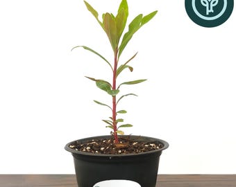 Euphorbia Tiny Tim in 4 inch pots | Martin's Spurge / Dwarf Spurge | Drought-Resistant Landscape Plants