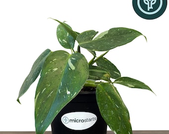 White Wizard Philodendron in 4 inch pots | Variegated Houseplants