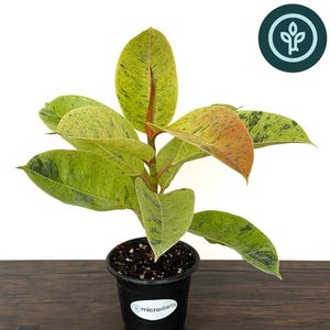 May include: A potted Ficus elastica 'Shivereana' plant, also known as a Shivereana Moonshine Rubber Tree. The plant features large, variegated leaves with shades of green, yellow, and hints of orange. The plant is in a black pot on a dark wooden surface.