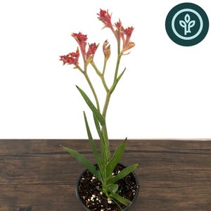 May include: A potted Bush Ranger Kangaroo Paw plant with vibrant red flowers and green leaves. The plant is in a black pot, set against a dark wood surface. The image includes a circular logo in the top right corner.