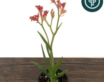 Bush Ranger Kangaroo Paw in 4 inch pot | Drought Tolerant Landscaping Plants