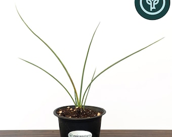 Yellow Flowering Yucca in 4 inch pots | Hesperaloe parviflora 'Yellow' | Drought-Resistant Landscape Plants