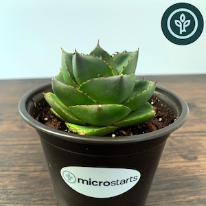 May include: A potted Pixie Agave plant with green leaves and red edges. The succulent is in a black plastic pot with a white label that reads "microstarts". The image also includes a green and white logo and the text "Pixie Agave".