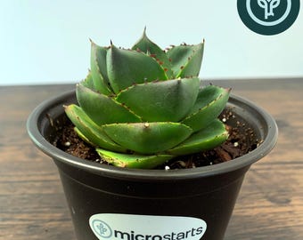 Pixie Agave in 4 inch pot | Rare Dwarf Agave | Tissue Culture Agave Plant