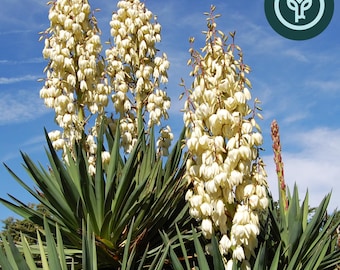 Yucca recurvifolia 'Pendula' Starter Plants | Soft-Leaf Yucca | Pollinator Friendly Drought-Tolerant Landscaping