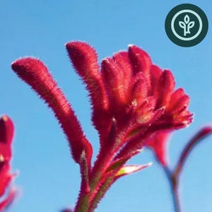 Kangaroo Paw &#39;Bush Ranger&#39; Starter plant 4 Pack - Drought Tolerant Landscaping Plants