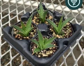 King of Agaves Starter Plant 4-Pack: Tissue Culture Agave nickelsiae