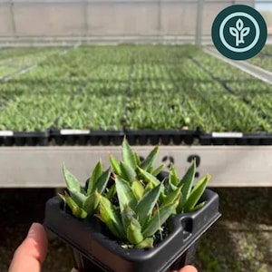 Blue Glow Agave Starter Plants | Drought Tolerant Succulent Landscape Plants from Tissue Culture