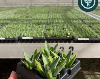 Blue Glow Agave Starter Plants | Drought Tolerant Succulent Landscape Plants from Tissue Culture