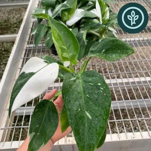Philodendron &#39;White Wizard&#39; Tissue Culture (TC) Starter Plants