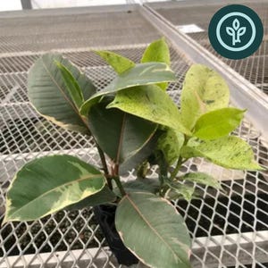 Ficus Houseplant Variety 2x2 Pack: Tineke, Ruby,  Shivereana/Moonshine Rubber Trees, and Altissima Variegata - Tissue Culture Starter Plants