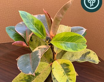 Variegated Ficus Variety Pack: Tineke, Ruby, and Shivereana Rubber Trees + Altissima variegata