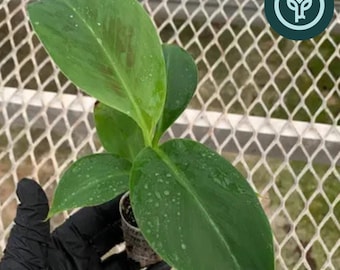 Dwarf Cavendish Banana Tissue Culture Starter Trees | Musa acuminata | Grow Your Own Food