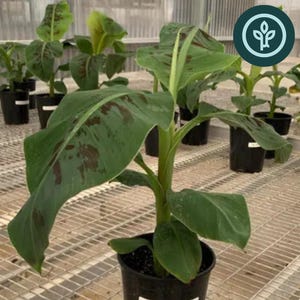 May include: A TC Dwarf Cavendish Banana plant in a 1 gallon black plastic pot. The plant features broad, green leaves with visible brown spots and a central stalk. A white label is attached to the pot with the text TC Dwarf Cavendish Banana.