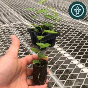 Jujube GA 866 - Choose your size! - Own Root Trees from Tissue Culture - Ziziphus jujuba, Chinese Date, or Red Date