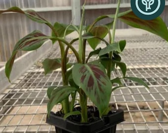 Zebrina Ornamental Banana Starter Plants | Musa acuminata / Blood Banana / Bloodleaf Banana / Red-Leaf Banana | Tissue Culture Plants