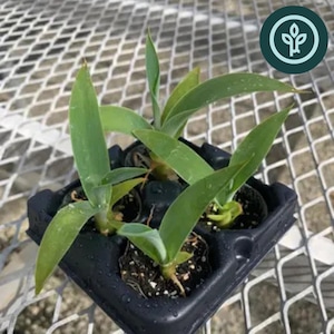 May include: A close-up of a black plastic tray containing several small Agave 'Boutin Blue' plants. The plants have long, light green leaves. The text "Agave 'Boutin Blue'" is displayed at the bottom of the image.