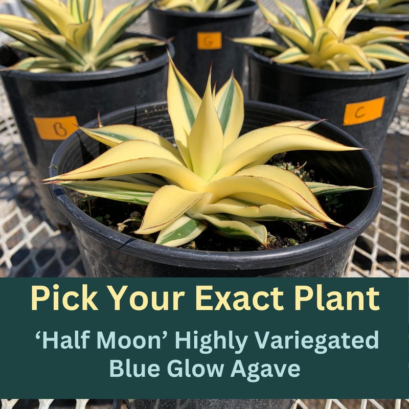 Blue Moon in Your Etsy